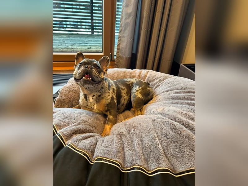 Französische Bulldogge