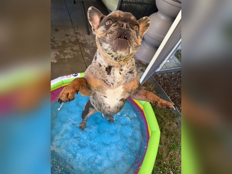 Französische Bulldogge
