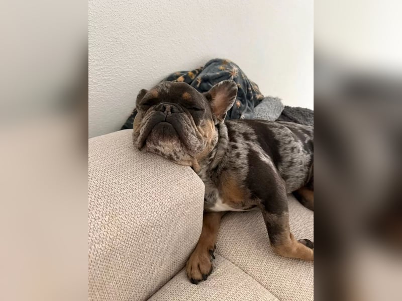 Französische Bulldogge