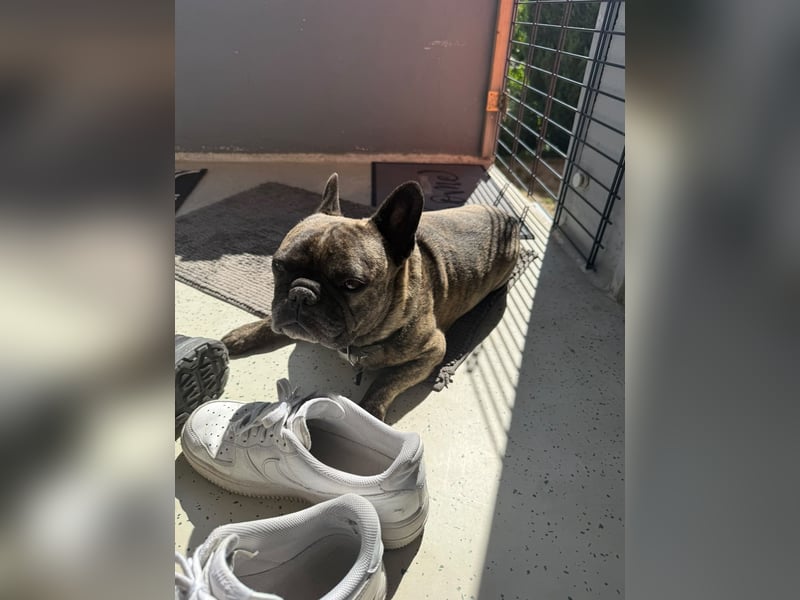Französische Bulldoggen