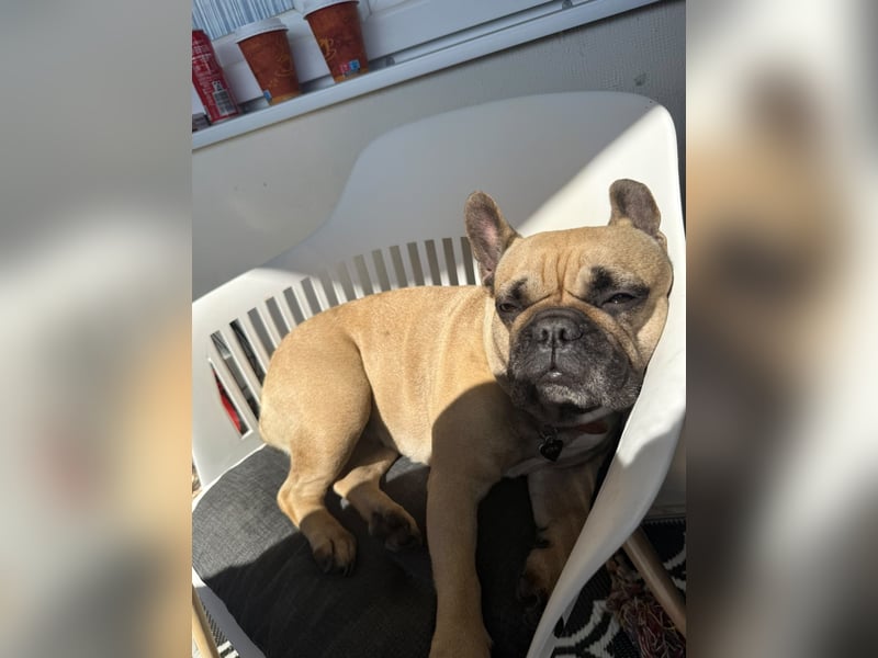 Französische Bulldoggen