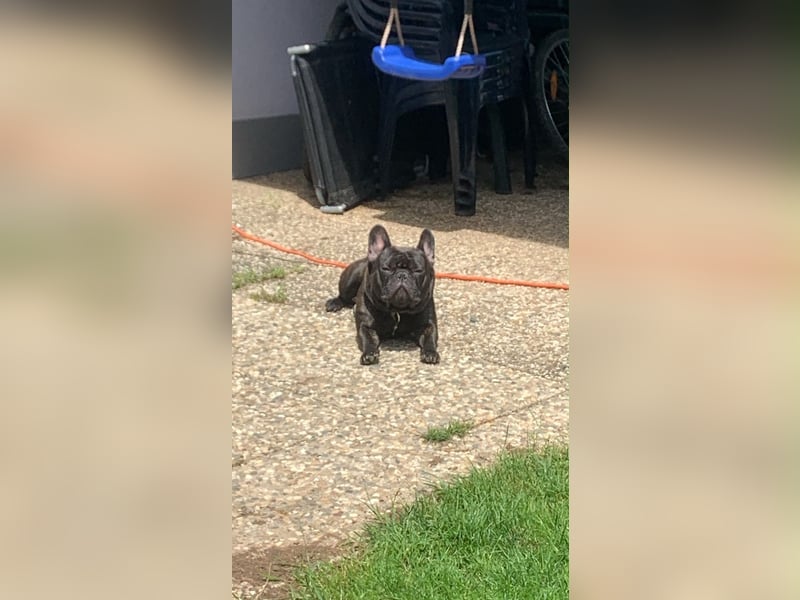 Französische Bulldogge