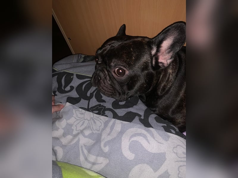 Französische Bulldogge