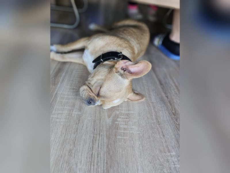 Französische Bulldogge