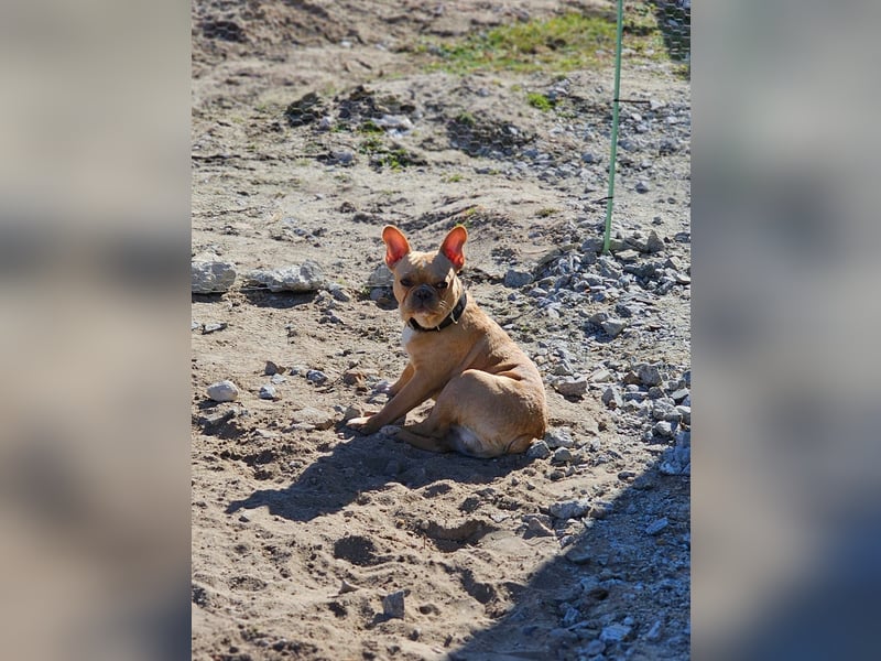 Französische Bulldogge