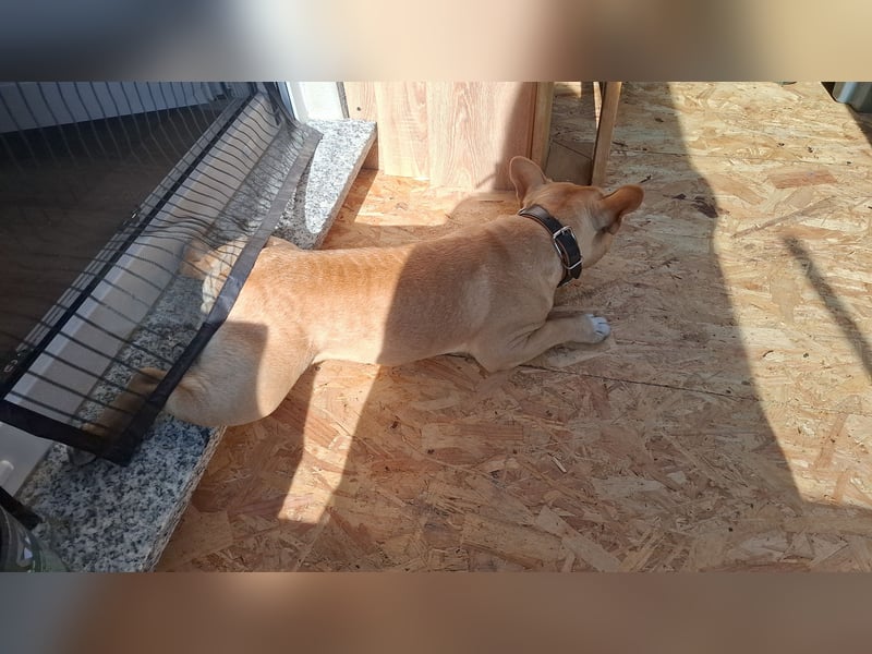 Französische Bulldogge