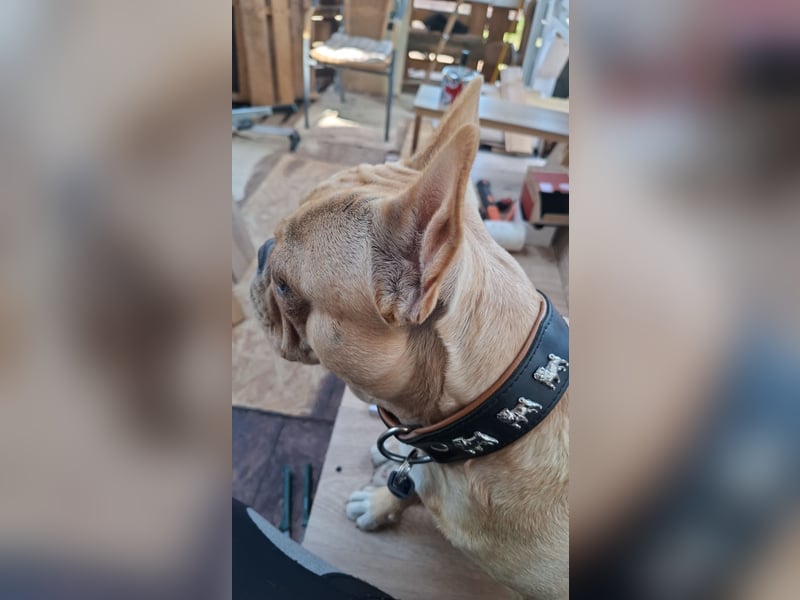 Französische Bulldogge