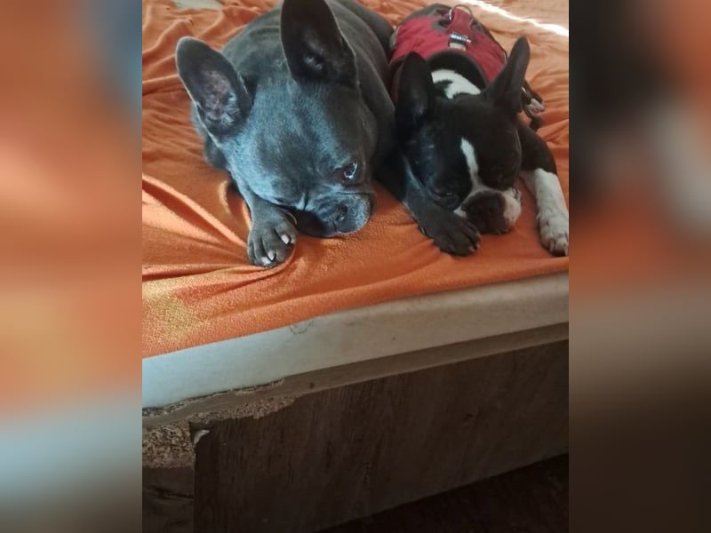 Gonzo&Apollo - VA, die Unzertrennlichen