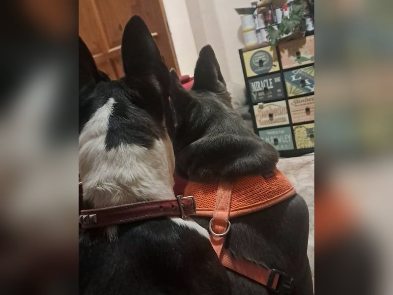 Gonzo&Apollo - VA, die Unzertrennlichen