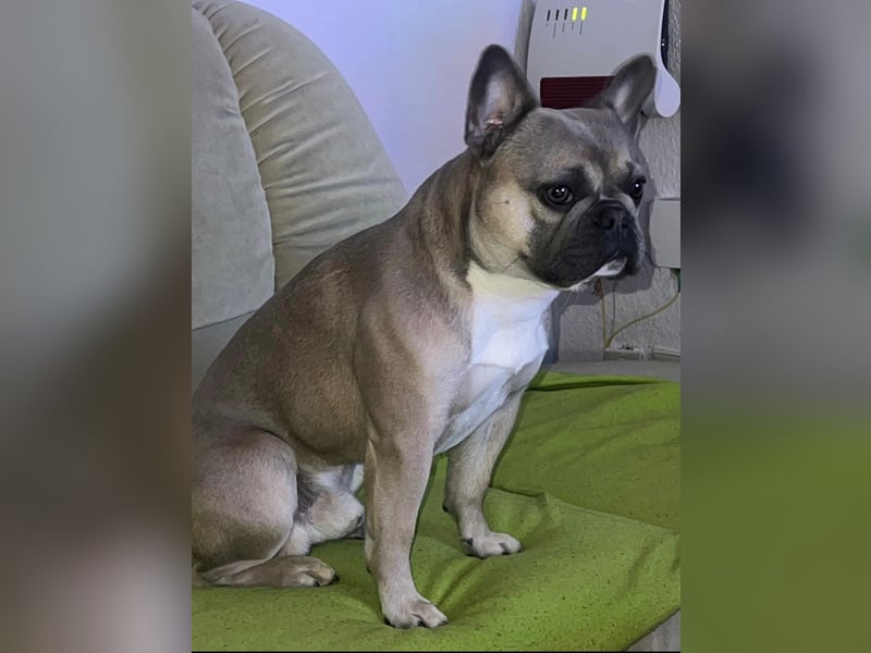 Französische Bulldogge wegen Tierhaarallergie in liebevolle Hände abzugeben