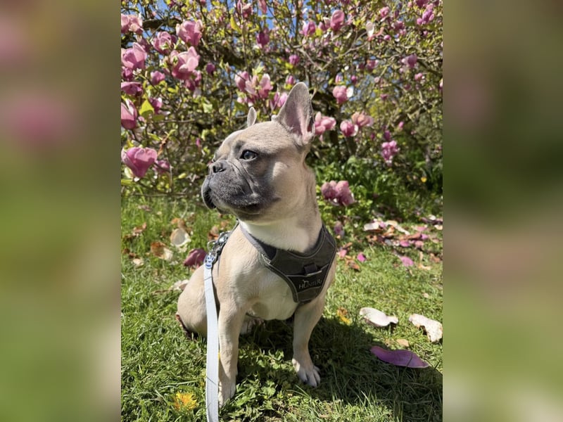 Französische Bulldogge wegen Tierhaarallergie in liebevolle Hände abzugeben