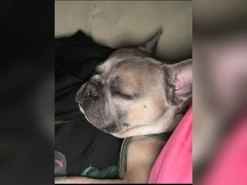 Französische Bulldogge wegen Tierhaarallergie in liebevolle Hände abzugeben