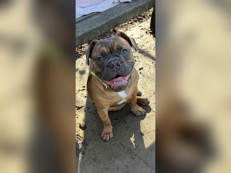 Französische Bulldogge Pocket old englisch Bulldogge