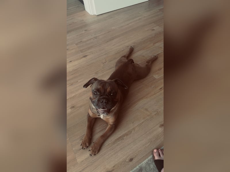 Französische Bulldogge Pocket old englisch Bulldogge