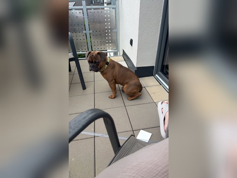 Französische Bulldogge Pocket old englisch Bulldogge