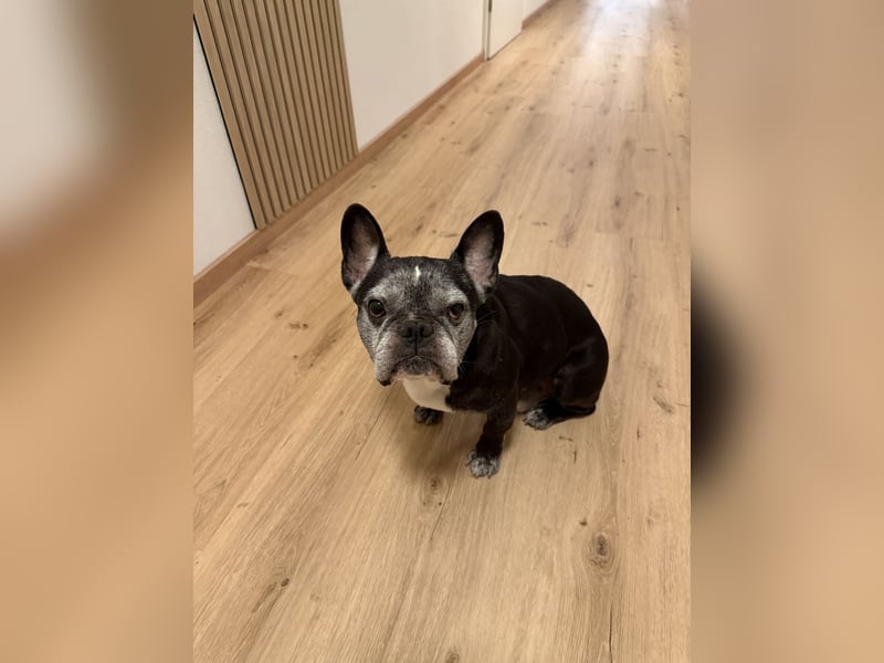 Liebevoller Milow sucht neues Zuhause