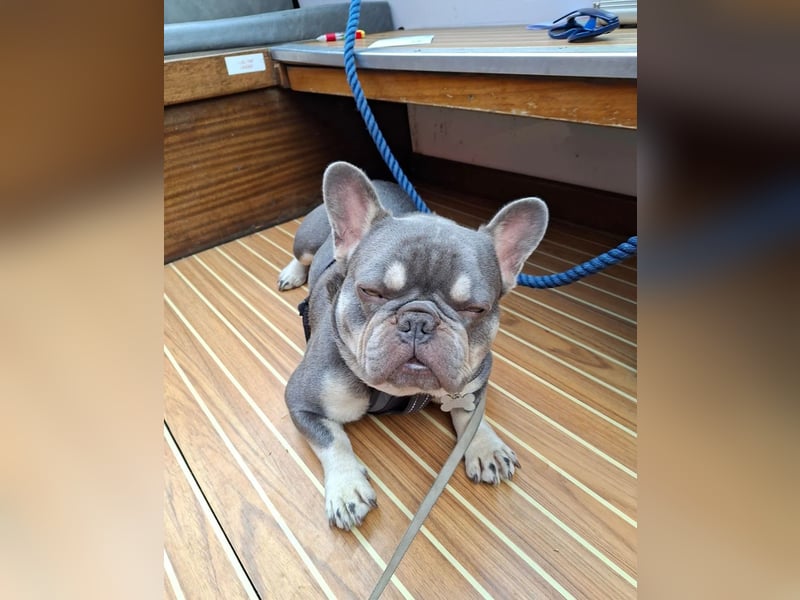 Französische Bulldogge