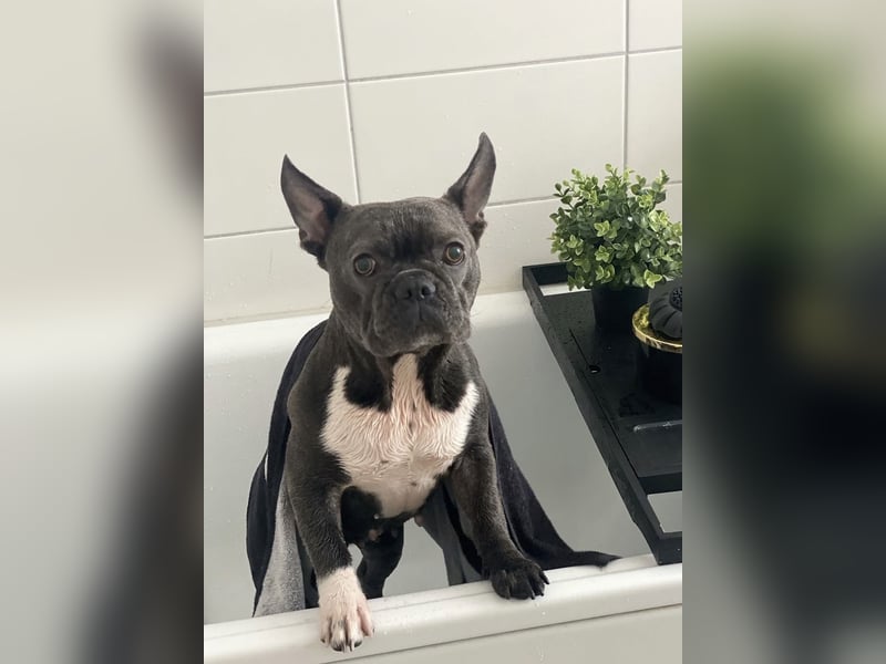 Blueline Französische Bulldogge