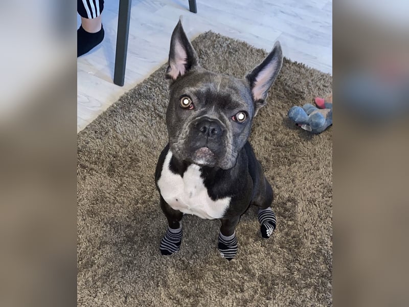 Blueline Französische Bulldogge