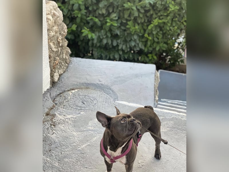 Blueline Französische Bulldogge