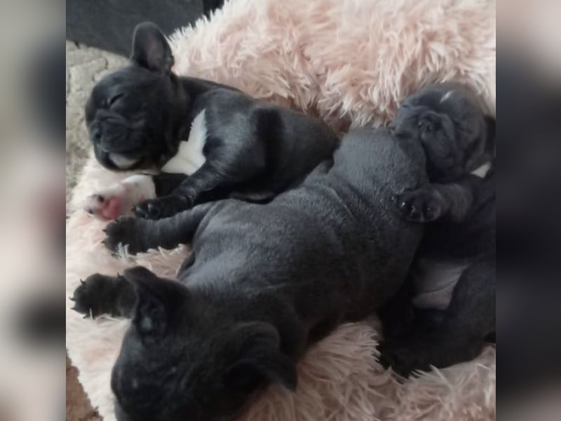 Blueline Französische Bulldogge