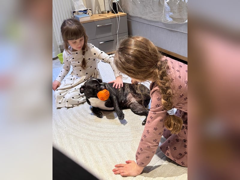 Liebevolles Zuhause für unsere Französische Bulldogge Daenerys (Deni) gesucht ❤️