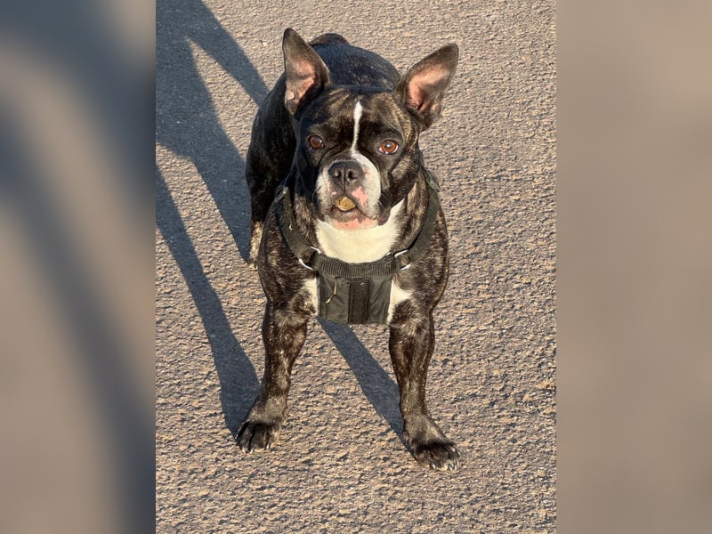 Liebevolles Zuhause für unsere Französische Bulldogge Daenerys (Deni) gesucht ❤️