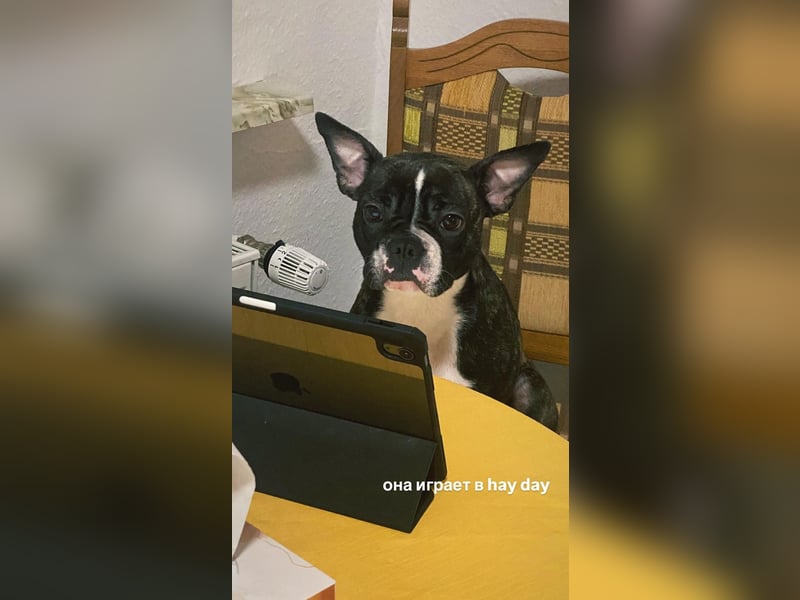 Liebevolles Zuhause für unsere Französische Bulldogge Daenerys (Deni) gesucht ❤️