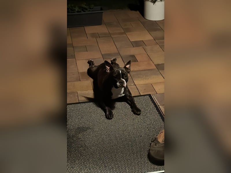 Liebevolles Zuhause für unsere Französische Bulldogge Daenerys (Deni) gesucht ❤️