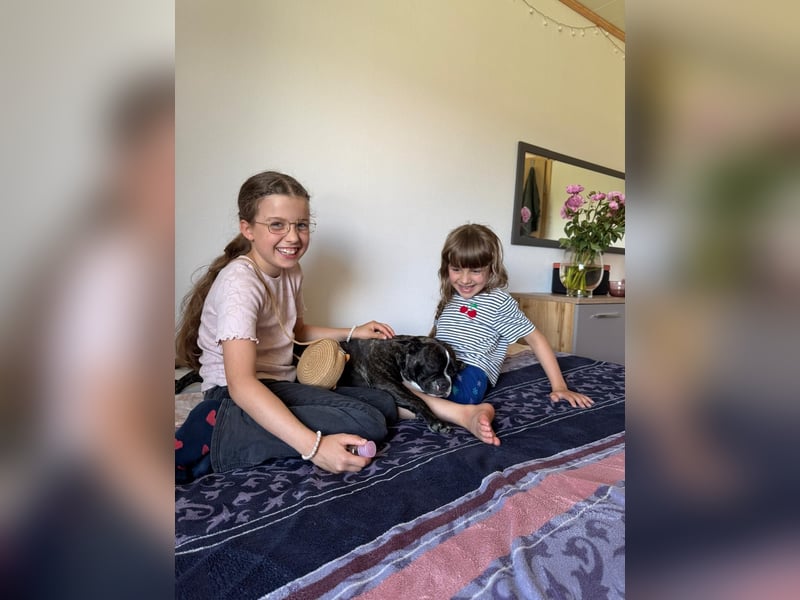Liebevolles Zuhause für unsere Französische Bulldogge Daenerys (Deni) gesucht ❤️