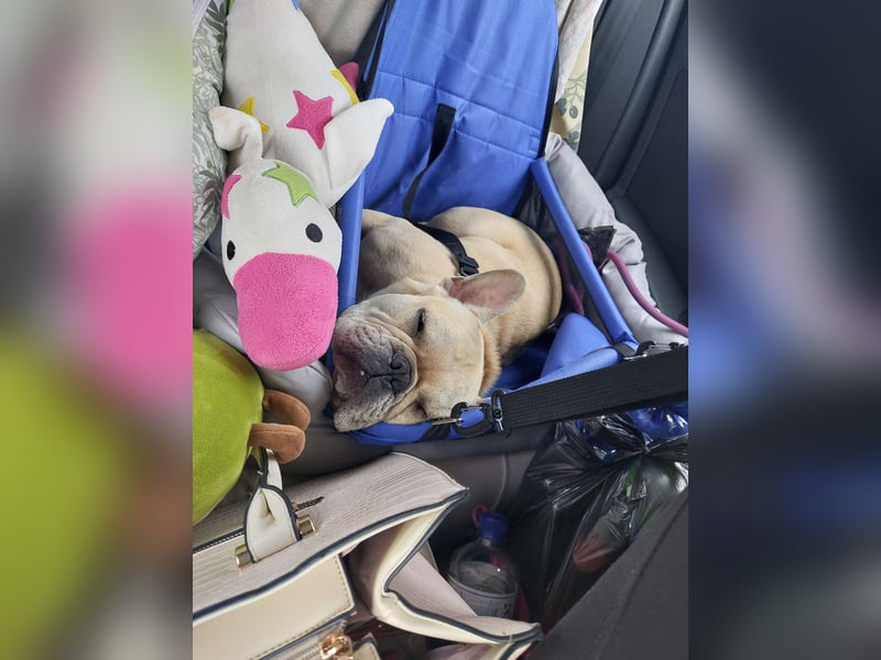 Französische bulldogge