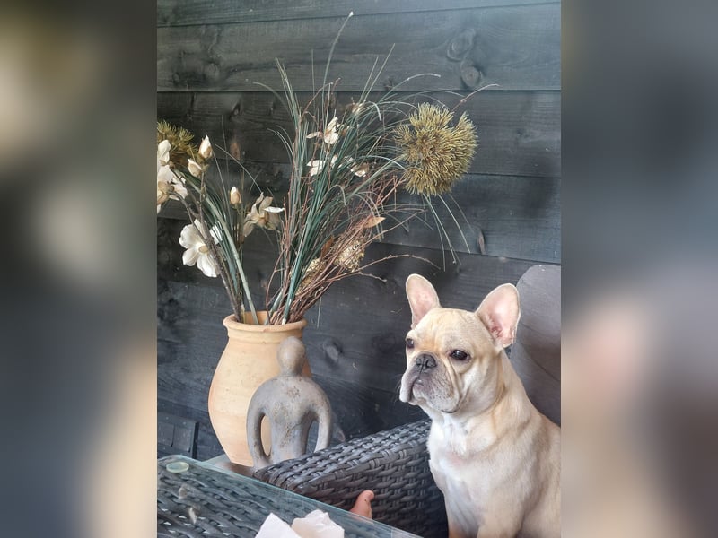 Französische bulldogge