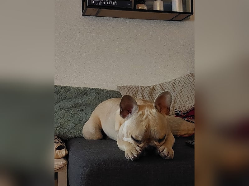 Französische bulldogge