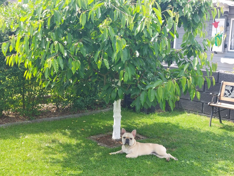 Französische bulldogge