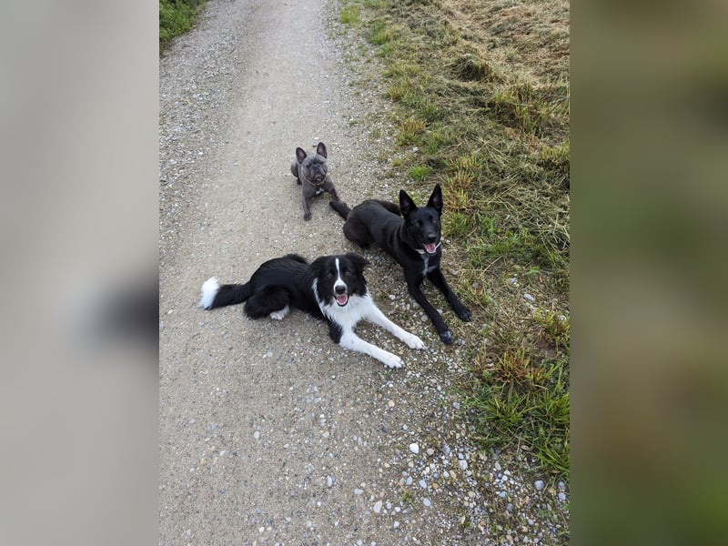 Lilly sucht ein nettes und liebevolles zu Hause