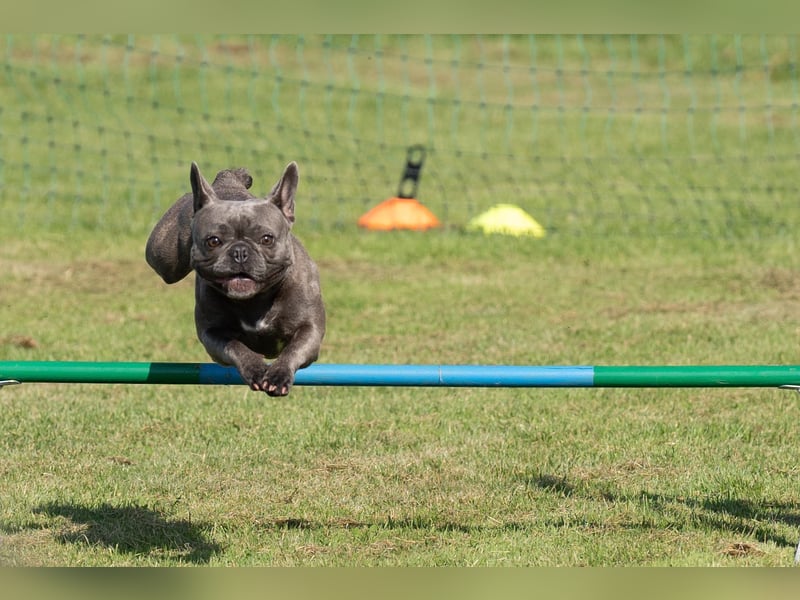 Lilly sucht ein nettes und liebevolles zu Hause