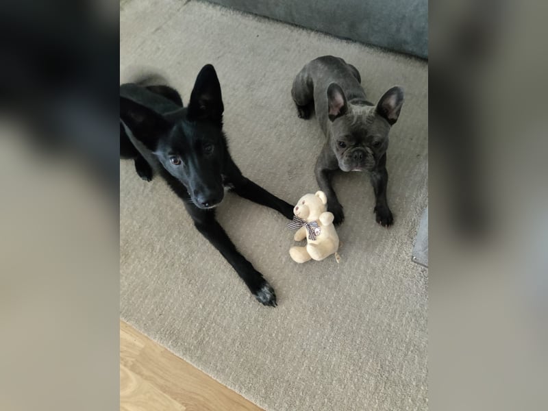 Lilly sucht ein nettes und liebevolles zu Hause