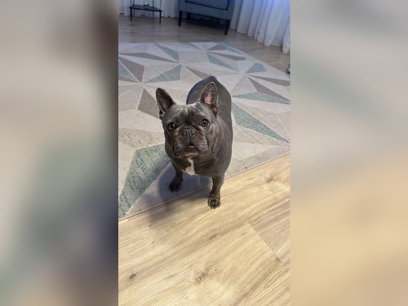 Französische Bulldogge „Dory“ sucht ein liebevolles Zuhause