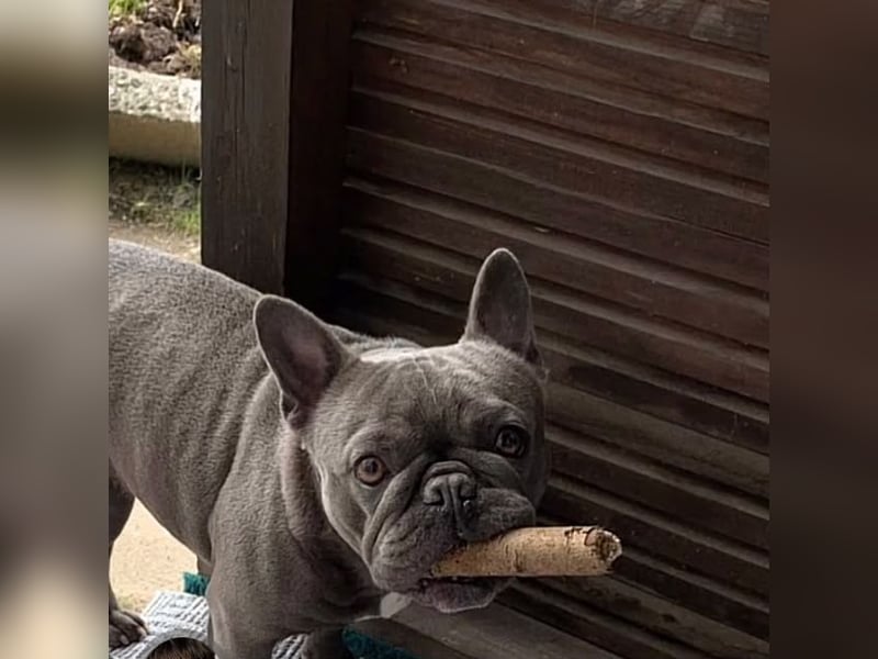 Französische Bulldogge „Dory“ sucht ein liebevolles Zuhause