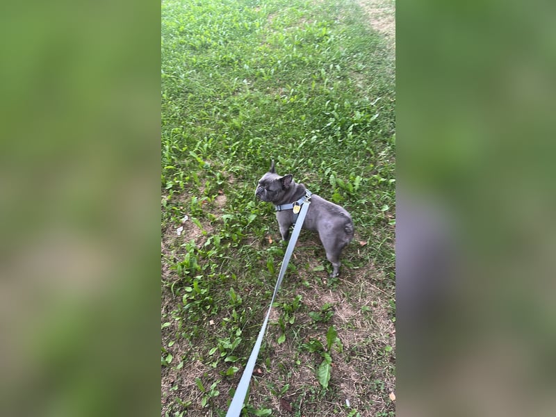 Französische Bulldogge „Dory“ sucht ein liebevolles Zuhause