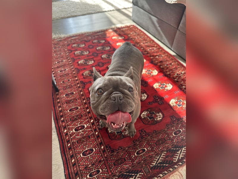 Französische Bulldogge „Dory“ sucht ein liebevolles Zuhause