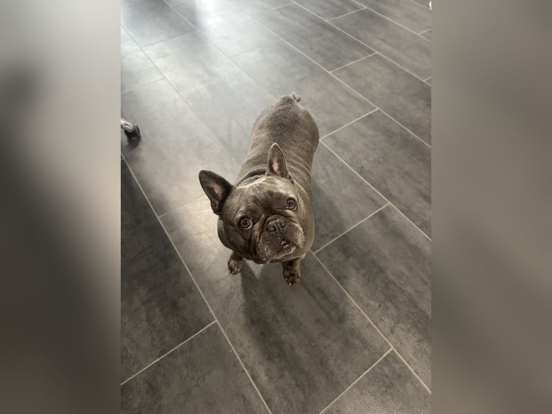 Französische Bulldogge „Dory“ sucht ein liebevolles Zuhause