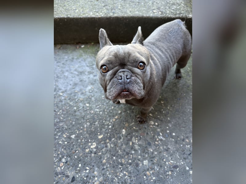 Französische Bulldogge „Dory“ sucht ein liebevolles Zuhause