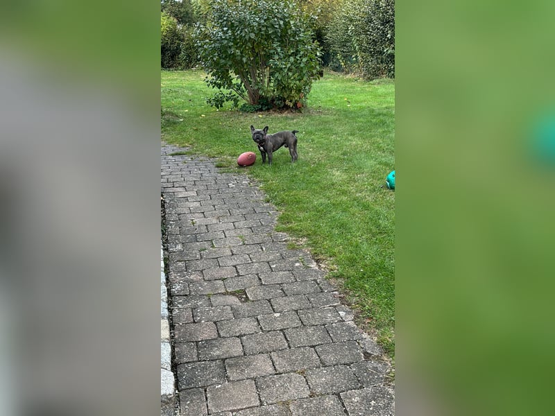 Französische Bulldoggen Rüde 3 Jahre