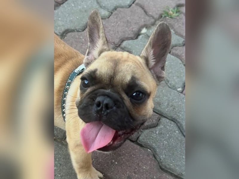 Chris, süßer Französisch Bulldoggen Welpe geb. 04/2026