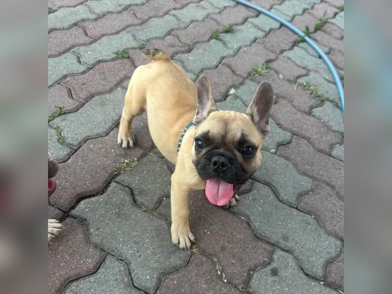 Chris, süßer Französisch Bulldoggen Welpe geb. 04/2026