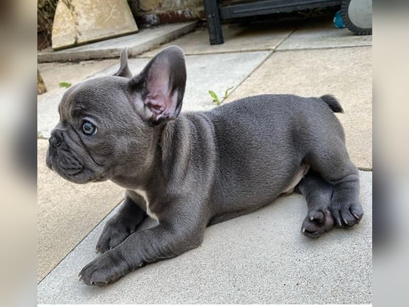 Süße Französische Bulldoggen Welpen mit Papieren