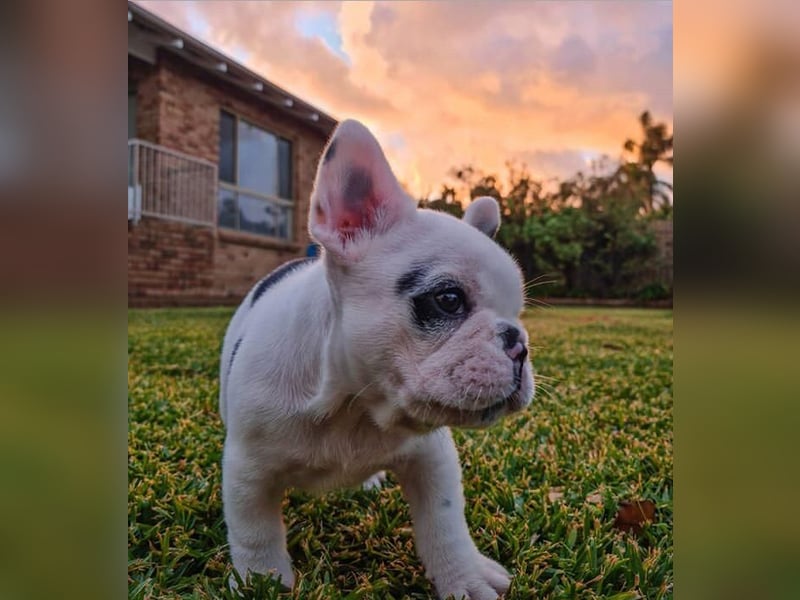 Süße Französische Bulldoggen Welpen mit Papieren