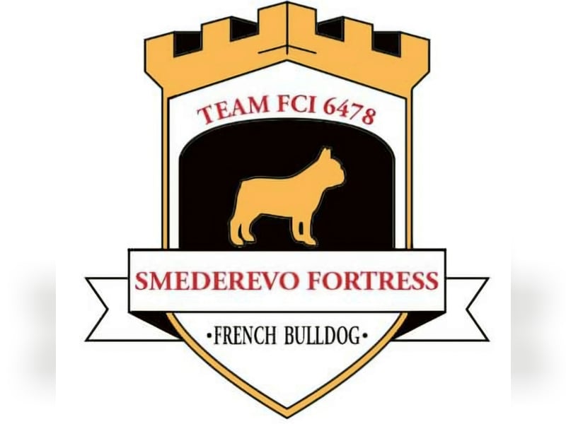 Französische Bulldogge – Wunderschöne Welpen