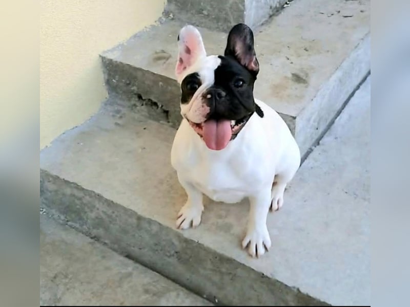 Französische Bulldogge – Wunderschöne Welpen